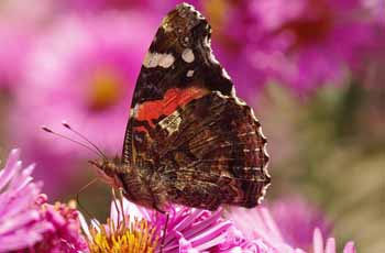 ip攻击器网页版ddos