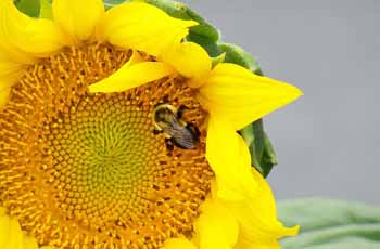 出色的网站攻击器